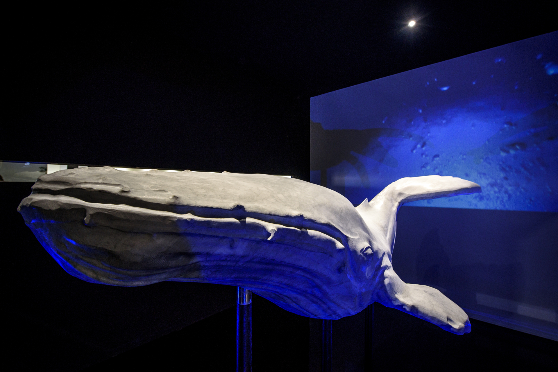 THE OCEAN PROJECT 0