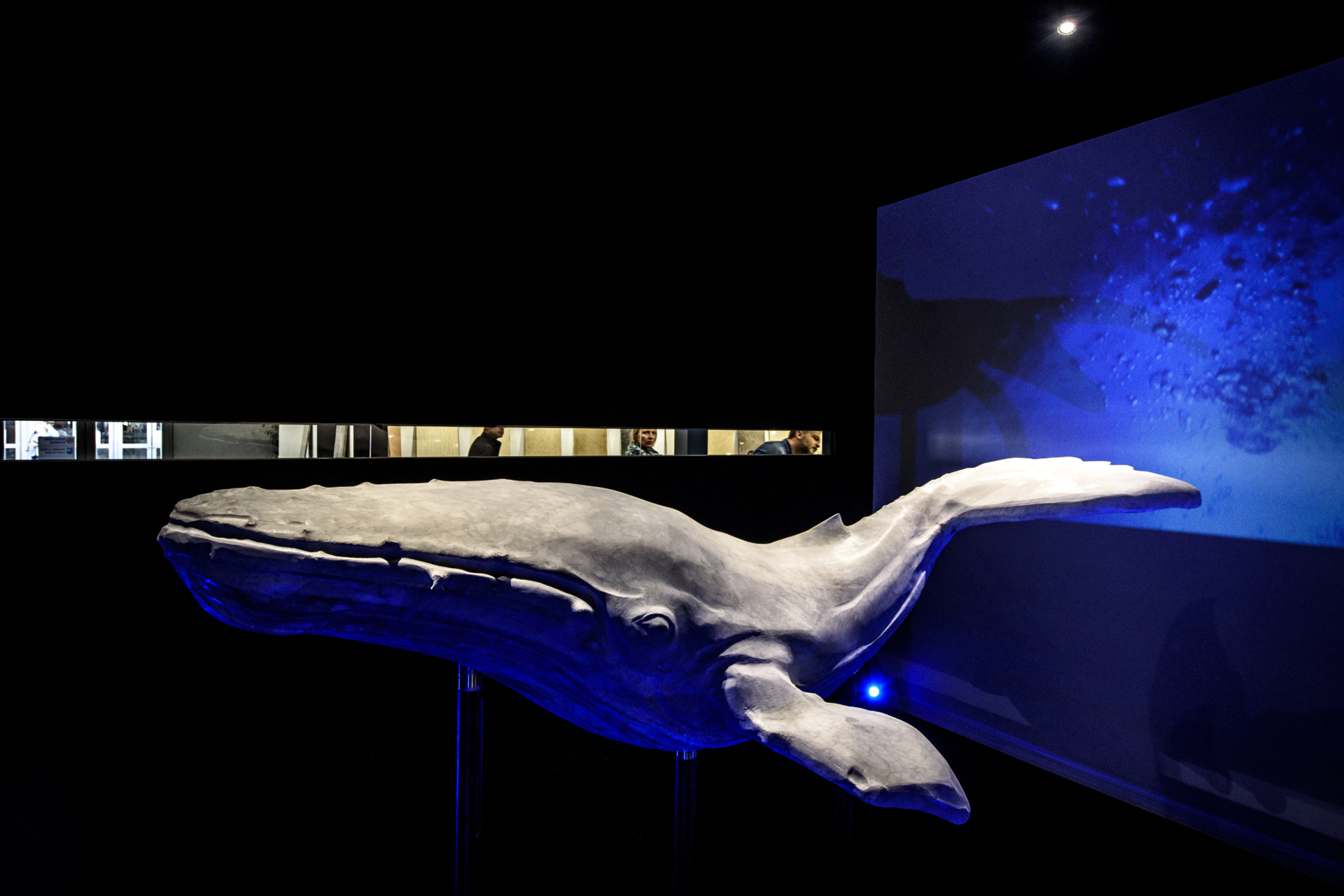 THE OCEAN PROJECT 1