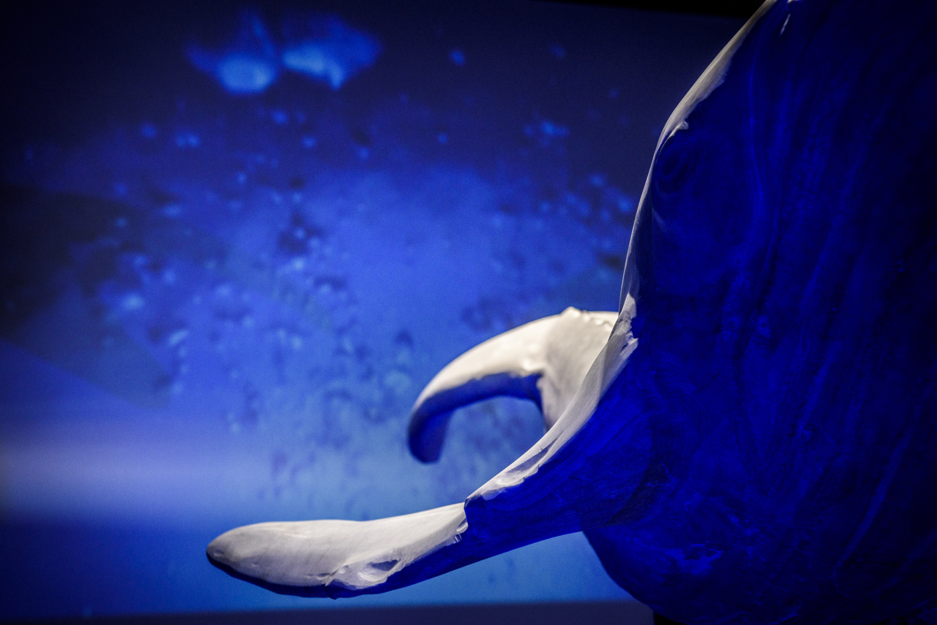 THE OCEAN PROJECT 3
